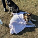 Due cani trovati sul bordo della strada: uno vegliava sull’altro senza lasciarlo