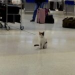 Gatto resta per giorni in aeroporto, poi una viaggiatrice si ferma e decide di portarlo con sé