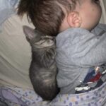 Il gattino si addormenta accanto al bambino e nasce un legame fatto di fiducia