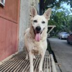 Cagnolina salvata dalla strada cerca casa: è stata curata, vaccinata e sterilizzata