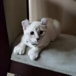 Ignorato al rifugio per il suo aspetto, un gattino trova finalmente casa