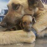 Perde quasi tutti i suoi cuccioli, mamma cane protegge l’unico rimasto