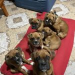 Sette cuccioli di boxer cercano casa: pronti a crescere in famiglia
