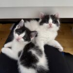 Salva una gattina di tre settimane, poi torna sul posto e trova anche il fratellino