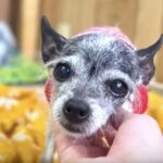 Twinkle riportata al rifugio perché voleva dormire nel letto: oggi vive con altri sei cani