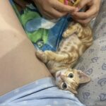 Gattino trovato sotto un’auto sotto la pioggia: oggi dorme al sicuro in casa
