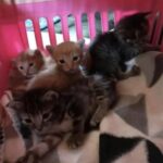 Mamma gatta con la schiena spezzata continua a nutrire i suoi cuccioli fino alla fine