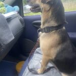 Cane trovato sul ciglio della strada senza microchip, chi lo soccorre decide di adottarlo