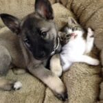 Cucciolo e gattino diventano inseparabili: dormono insieme e si cercano in ogni momento