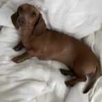 Non aveva sintomi evidenti, poi il crollo improvviso: Lola sopravvive al morso di vipera