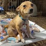 Cane timido aspetta in silenzio al rifugio, ora cerca una famiglia capace di rispettare i suoi tempi