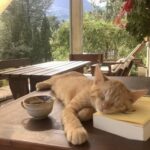 Adotta finalmente il gatto: la prima notte nella nuova casa trascorre tra cuscini e fusa