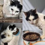 Gatta di 25 anni scomparsa da otto mesi ritrova la sua famiglia grazie al microchip