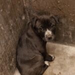 Cucciolo impaurito al rifugio aspetta una famiglia: cerca solo una seconda possibilità