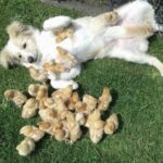 Adotta un cane e scopre il suo istinto speciale: protegge perfino i pulcini