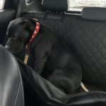 Pitbull salvato dopo anni di paura, il viaggio in auto lo porta verso una nuova vita