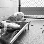 Lasciare un cane al rifugio significa spezzare un legame costruito giorno dopo giorno