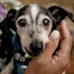 Chester adottato a 17 anni con poche settimane di vita, oggi ne ha 22