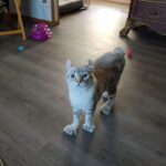 Gatto “diverso” ignorato al rifugio trova casa: oggi corre, salta e si arrampica