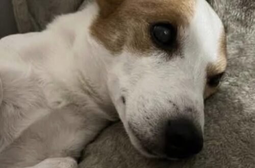 Adottato quando aveva già 14 anni, Max oggi ne compie 20 dopo che il veterinario gli aveva prospettato poche settimane di vita.