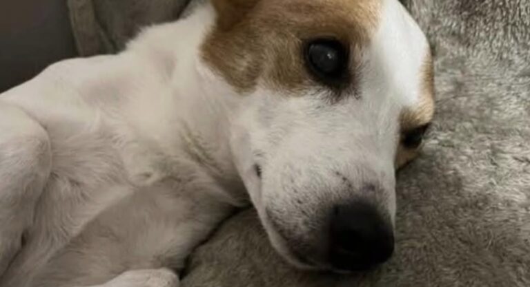 Adottato quando aveva già 14 anni, Max oggi ne compie 20 dopo che il veterinario gli aveva prospettato poche settimane di vita.