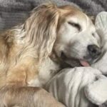 Addio a Ruby, dopo 14 anni e mezzo la famiglia affronta l’ultimo saluto