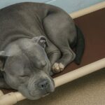 Adottano una pitbull ignorata da mesi al rifugio: “La portiamo a casa”