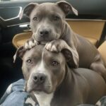 Due pitbull abbandonati sul ciglio della strada: trovati affamati e stretti l’uno all’altro