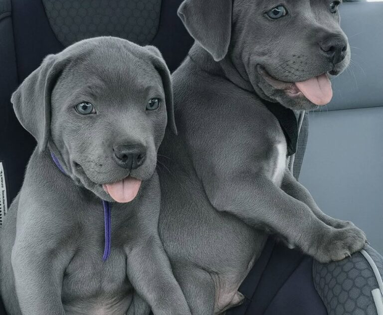 I due cuccioli avevano perso la madre ed erano rimasti sempre vicini. La coppia ha deciso di non separarli e adottarli entrambi.