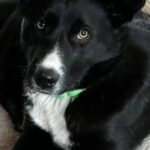 Roger torna tre volte al rifugio, poi viene adottato dalla famiglia affidataria