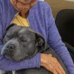 A 89 anni perde il suo cane, poi incontra un pitbull anziano rimasto senza padrone