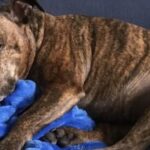 Cagnolina cerca riparo durante il temporale e trova una nuova casa