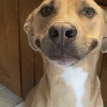 Trova un cucciolo solo tra i campi e decide di portarlo a casa