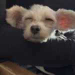 Cucciolo salvato dalla strada viene adottato dopo una settimana: era sottopeso e infeltrito