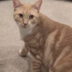 Compra una casa e trova un gatto ad aspettarlo: apparteneva alla precedente proprietaria