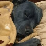 “È schifoso far dormire un pitbull nel letto”: la risposta della proprietaria