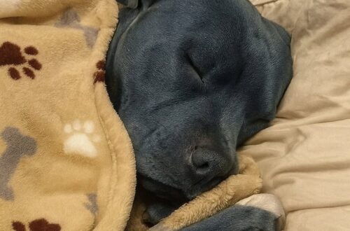“È schifoso far dormire un pitbull nel letto”: la risposta della proprietaria Una donna racconta il rapporto con il suo pitbull dopo una critica ricevuta per l’abitudine di farlo dormire accanto a lei. Una frase pronunciata da qualcuno è bastata a riaccendere una discussione che accompagna spesso chi vive con cani di grossa taglia. “È schifoso” lasciare che un pitbull dorma nel letto. La proprietaria, però, non ha alcuna intenzione di cambiare abitudine. Per lei quel cane non rappresenta soltanto un animale domestico, ma una presenza costante nella vita quotidiana, soprattutto nei momenti di stanchezza e tensione. Il pitbull dorme nel letto insieme alla proprietaria Il cane, dal caratteristico mantello blu, trascorre spesso la notte sotto le coperte e si addormenta accanto alla sua proprietaria. Una scelta che qualcuno ha giudicato negativamente, ma che la donna considera del tutto naturale. Nel suo racconto descrive un animale affettuoso, abituato a cercare il contatto fisico e a restarle vicino quando percepisce un momento di difficoltà. È lui ad avvicinarsi quando la vede sotto pressione, a cercare la sua mano con il muso e ad accoglierla ogni volta che rientra a casa. Un comportamento molto distante dall’immagine aggressiva che, secondo la proprietaria, viene talvolta associata automaticamente alla razza. La critica non cambia le abitudini in casa Il giudizio ricevuto non ha modificato il rapporto tra i due. La donna continua a lasciare al cane uno spazio sul letto e considera quella vicinanza una delle parti più importanti della loro quotidianità. Non una concessione occasionale, ma una consuetudine costruita nel tempo. Per lei non c’è nulla di spiacevole nel condividere le coperte con il proprio pitbull. Al contrario, quella presenza rappresenta tranquillità, compagnia e un senso di familiarità che accompagna la fine delle sue giornate. La critica, dunque, resta tale. Il posto sul letto, invece, rimane occupato.