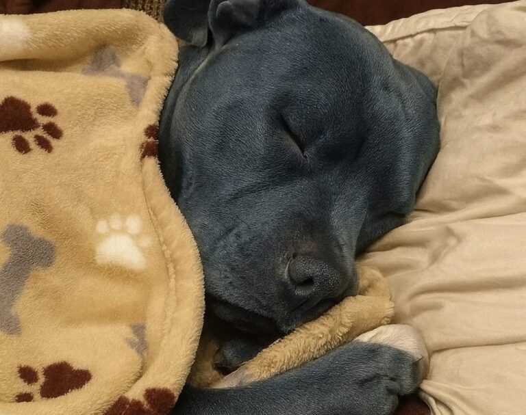“È schifoso far dormire un pitbull nel letto”: la risposta della proprietaria Una donna racconta il rapporto con il suo pitbull dopo una critica ricevuta per l’abitudine di farlo dormire accanto a lei. Una frase pronunciata da qualcuno è bastata a riaccendere una discussione che accompagna spesso chi vive con cani di grossa taglia. “È schifoso” lasciare che un pitbull dorma nel letto. La proprietaria, però, non ha alcuna intenzione di cambiare abitudine. Per lei quel cane non rappresenta soltanto un animale domestico, ma una presenza costante nella vita quotidiana, soprattutto nei momenti di stanchezza e tensione. Il pitbull dorme nel letto insieme alla proprietaria Il cane, dal caratteristico mantello blu, trascorre spesso la notte sotto le coperte e si addormenta accanto alla sua proprietaria. Una scelta che qualcuno ha giudicato negativamente, ma che la donna considera del tutto naturale. Nel suo racconto descrive un animale affettuoso, abituato a cercare il contatto fisico e a restarle vicino quando percepisce un momento di difficoltà. È lui ad avvicinarsi quando la vede sotto pressione, a cercare la sua mano con il muso e ad accoglierla ogni volta che rientra a casa. Un comportamento molto distante dall’immagine aggressiva che, secondo la proprietaria, viene talvolta associata automaticamente alla razza. La critica non cambia le abitudini in casa Il giudizio ricevuto non ha modificato il rapporto tra i due. La donna continua a lasciare al cane uno spazio sul letto e considera quella vicinanza una delle parti più importanti della loro quotidianità. Non una concessione occasionale, ma una consuetudine costruita nel tempo. Per lei non c’è nulla di spiacevole nel condividere le coperte con il proprio pitbull. Al contrario, quella presenza rappresenta tranquillità, compagnia e un senso di familiarità che accompagna la fine delle sue giornate. La critica, dunque, resta tale. Il posto sul letto, invece, rimane occupato.