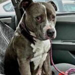 Dopo otto mesi al rifugio, un cane di nove anni trova finalmente casa
