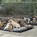 Quindici cuccioli trovati chiusi nelle casse sotto il sole in Florida