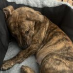 Cagnolina tigrata troppo timida per essere scelta, poi arriva l’adozione