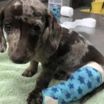 Cucciolo di bassotto trovato con una zampa rotta, viene curato e adottato