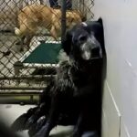 Cani lasciati in canile, l’attesa dopo l’abbandono può durare mesi
