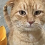 Gatto sconosciuto entra in un garage e decide di restare: nessuno lo reclama
