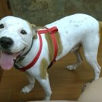 Cane trovato in gravi condizioni a New York, un gruppo di soccorso lo rimette in piedi