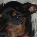 Pinscher nano trovato in un giardino, il microchip porta a una proprietaria che non lo rivuole