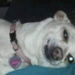 Cane ceduto per 10 dollari trova una nuova famiglia: Cloe conquista chi non voleva adottarla
