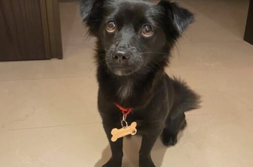 Cucciola abbandonata dopo una tempesta in Indonesia, una coppia la porta con sé all’estero Luna era malnutrita e impaurita quando è comparsa davanti alla loro porta. Dopo cure e pratiche veterinarie, ha lasciato l’Indonesia con la coppia. Poche settimane prima di lasciare l’Indonesia, dopo tre anni trascorsi nel Paese, una coppia si è trovata davanti alla porta una piccola cagnolina bagnata, spaventata e sola. Era appena passata una violenta tempesta. Secondo quanto riferito dai vicini, la cucciola sarebbe stata abbandonata alcuni giorni prima. La coppia, che fino a quel momento non aveva mai avuto animali, ha deciso di intervenire immediatamente. Luna portata dal veterinario dopo il ritrovamento La cagnolina è stata presa in braccio e trasportata in moto fino a una clinica veterinaria. Alla visita è risultata malnutrita, impaurita e bisognosa di cure. Nonostante le condizioni, mostrava già un comportamento fiducioso nei confronti delle persone che l’avevano raccolta. Da quel momento la coppia ha deciso di occuparsi di lei e l’ha chiamata Luna. Un mese di pratiche prima della partenza Il trasferimento all’estero ha richiesto diverse settimane di preparazione. Nel mese successivo sono stati completati controlli sanitari, vaccinazioni, documentazione e tutte le procedure necessarie per permettere alla cagnolina di viaggiare legalmente fuori dal Paese. Quando è arrivato il momento della partenza, Luna è salita sull’aereo insieme alla coppia. Otto mesi dopo il salvataggio A otto mesi dal ritrovamento, la cagnolina sta bene e vive stabilmente con le persone che l’hanno soccorsa. Il suo peso è passato da 4,2 a 4,9 chilogrammi e, secondo il racconto dei proprietari, Luna è diventata vivace, affettuosa e molto legata alla nuova famiglia. Quello che era iniziato con il ritrovamento di una cucciola davanti a una porta, poco dopo una tempesta, si è trasformato così in un’adozione definitiva e in un trasferimento dall’Indonesia alla nuova casa.