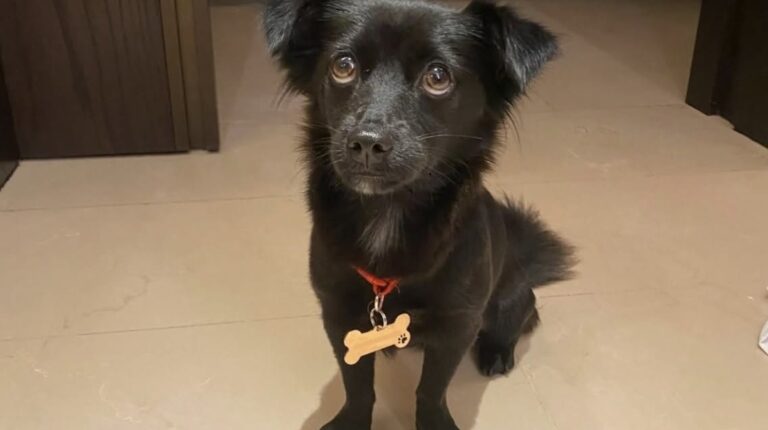 Cucciola abbandonata dopo una tempesta in Indonesia, una coppia la porta con sé all’estero Luna era malnutrita e impaurita quando è comparsa davanti alla loro porta. Dopo cure e pratiche veterinarie, ha lasciato l’Indonesia con la coppia. Poche settimane prima di lasciare l’Indonesia, dopo tre anni trascorsi nel Paese, una coppia si è trovata davanti alla porta una piccola cagnolina bagnata, spaventata e sola. Era appena passata una violenta tempesta. Secondo quanto riferito dai vicini, la cucciola sarebbe stata abbandonata alcuni giorni prima. La coppia, che fino a quel momento non aveva mai avuto animali, ha deciso di intervenire immediatamente. Luna portata dal veterinario dopo il ritrovamento La cagnolina è stata presa in braccio e trasportata in moto fino a una clinica veterinaria. Alla visita è risultata malnutrita, impaurita e bisognosa di cure. Nonostante le condizioni, mostrava già un comportamento fiducioso nei confronti delle persone che l’avevano raccolta. Da quel momento la coppia ha deciso di occuparsi di lei e l’ha chiamata Luna. Un mese di pratiche prima della partenza Il trasferimento all’estero ha richiesto diverse settimane di preparazione. Nel mese successivo sono stati completati controlli sanitari, vaccinazioni, documentazione e tutte le procedure necessarie per permettere alla cagnolina di viaggiare legalmente fuori dal Paese. Quando è arrivato il momento della partenza, Luna è salita sull’aereo insieme alla coppia. Otto mesi dopo il salvataggio A otto mesi dal ritrovamento, la cagnolina sta bene e vive stabilmente con le persone che l’hanno soccorsa. Il suo peso è passato da 4,2 a 4,9 chilogrammi e, secondo il racconto dei proprietari, Luna è diventata vivace, affettuosa e molto legata alla nuova famiglia. Quello che era iniziato con il ritrovamento di una cucciola davanti a una porta, poco dopo una tempesta, si è trasformato così in un’adozione definitiva e in un trasferimento dall’Indonesia alla nuova casa.