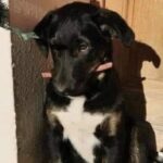 Il fidanzato non sopporta il suo cane, lei pubblica l’annuncio: “Cerco casa per lui”